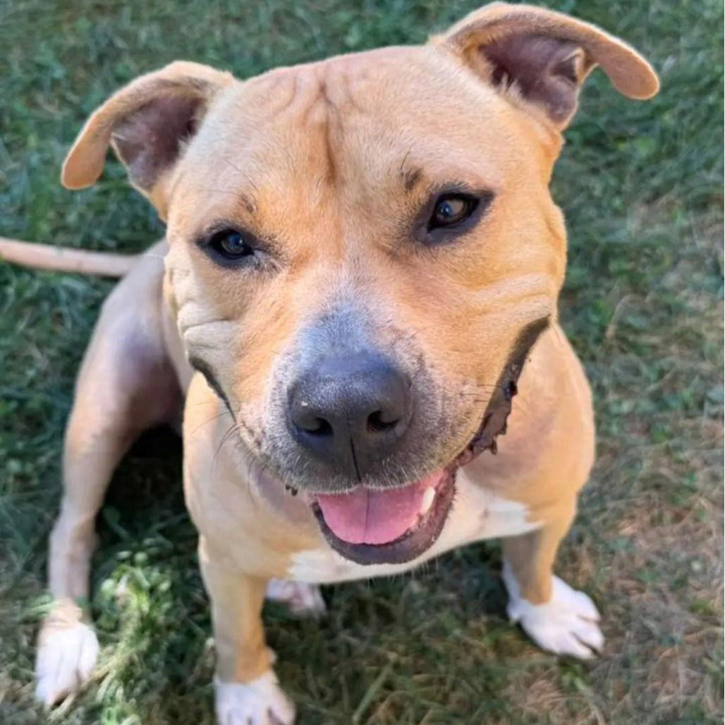 Enlarge Ian, a Adoptable mixed breed in Baltimore, MD image 1/3