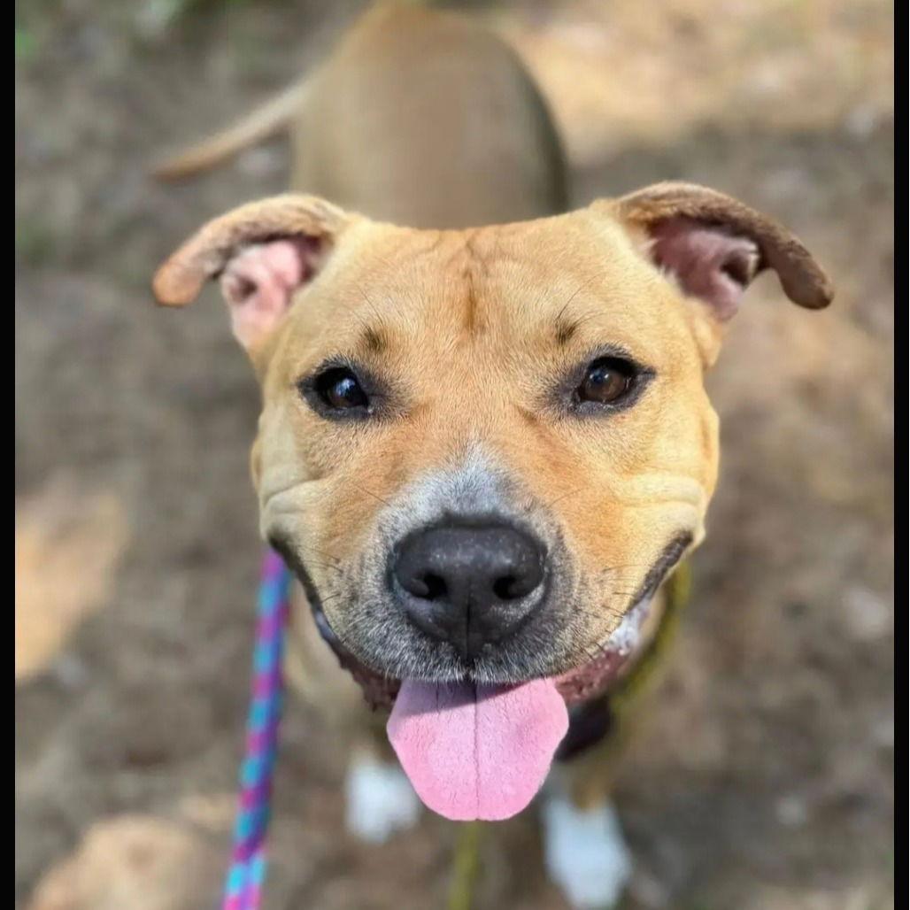 Enlarge Ian, a Adoptable mixed breed in Baltimore, MD image 2/3