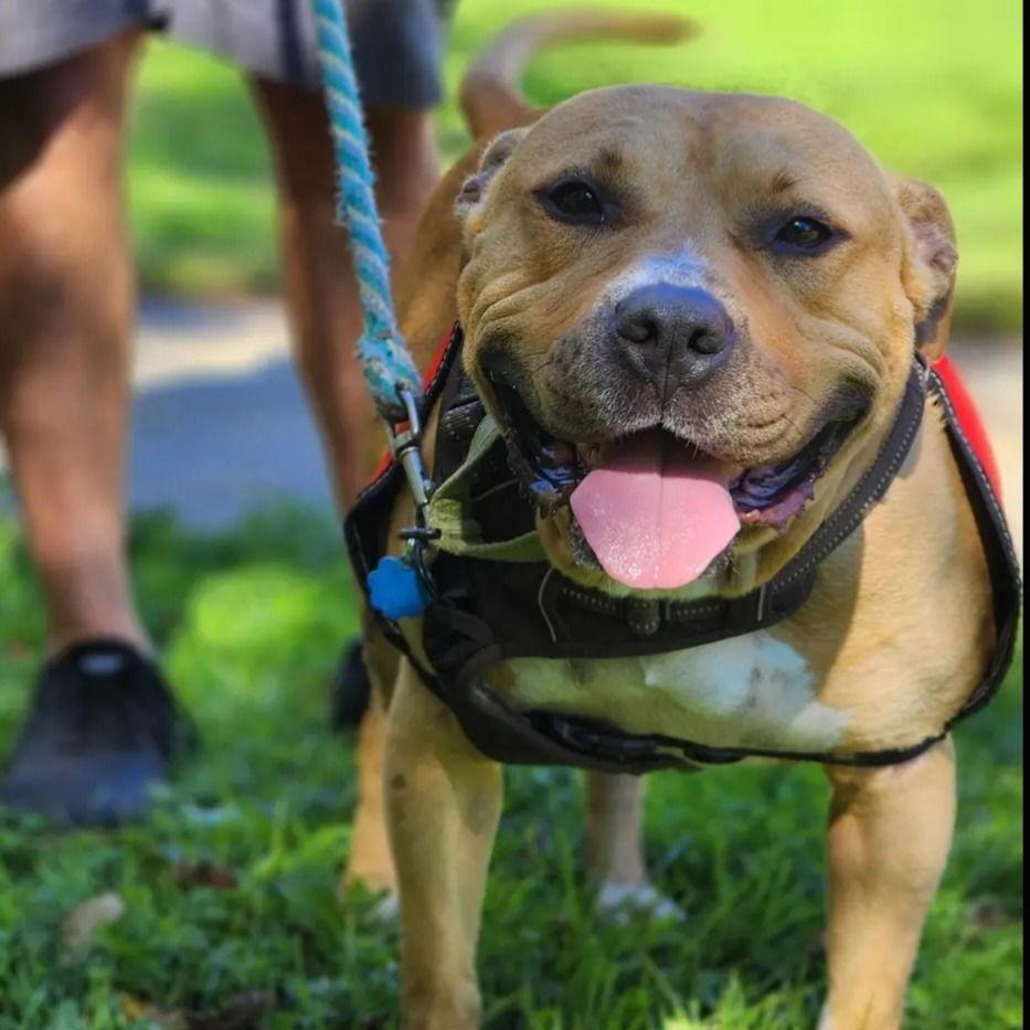 Enlarge Ian, a Adoptable mixed breed in Baltimore, MD image 3/3