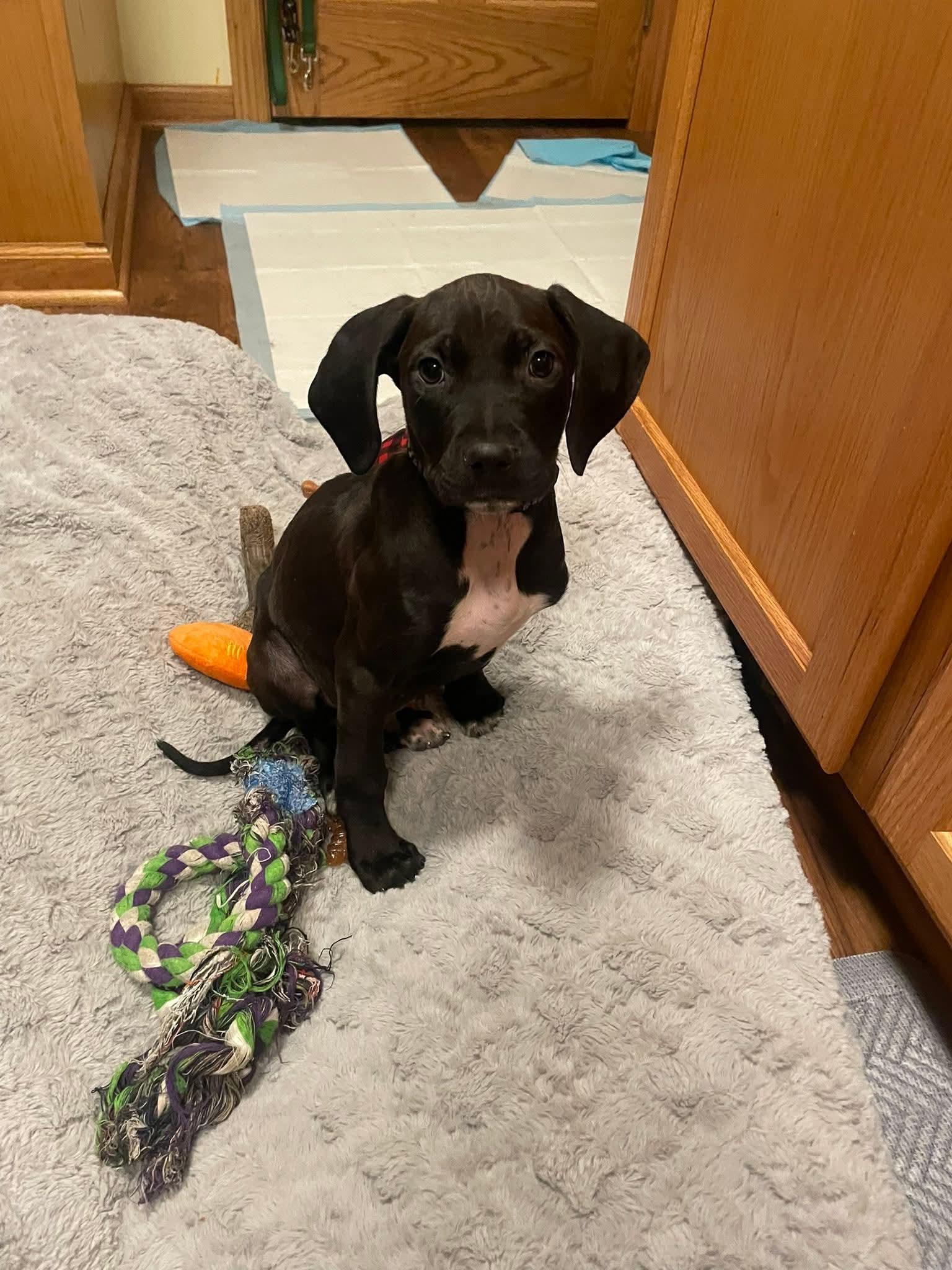 Pete the hound/pointer mix puppy, Adoptable, Puppy Male German Shorthaired Pointer & Hound.