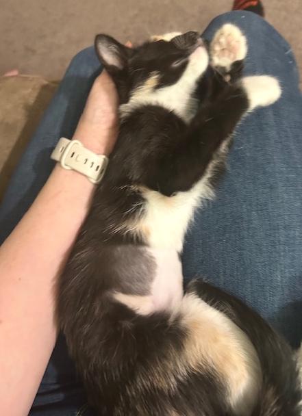 Penny, an adopted Domestic Short Hair in Smithfield, NC image 6/6