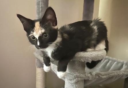 Penny, an adopted Domestic Short Hair in Smithfield, NC image 4/6