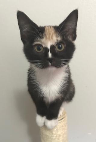 Penny, an adopted Domestic Short Hair in Smithfield, NC image 3/6