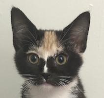 Penny, an adopted Domestic Short Hair in Smithfield, NC image 2/6