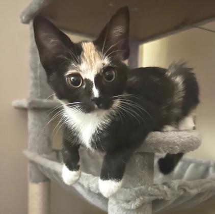 Penny, an adopted Domestic Short Hair in Smithfield, NC image 1/6