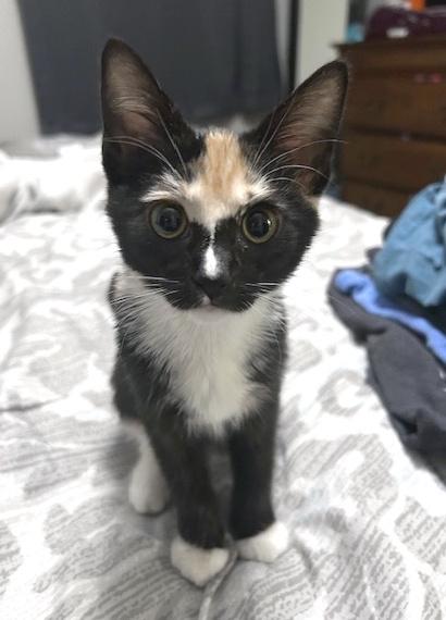 Penny, an adopted Domestic Short Hair in Smithfield, NC image 5/6