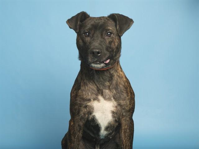 COSMO, Adoptable, Young Male Pit Bull Terrier.