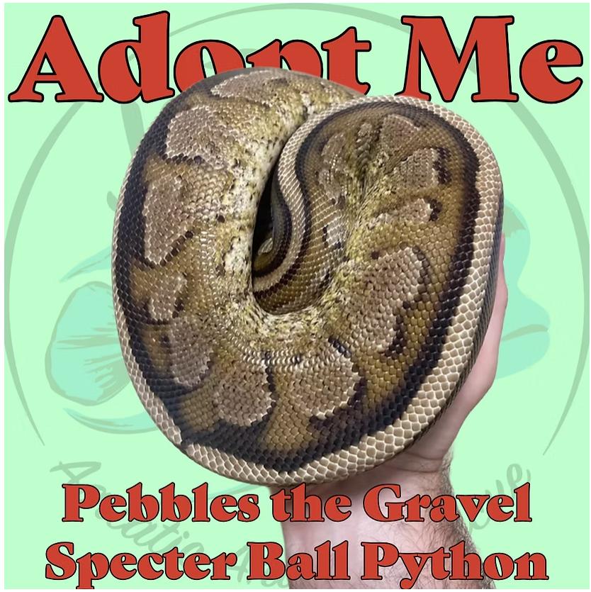 Pebbles the Ball Python, Adoptable, Adult Unknown Ball Python.