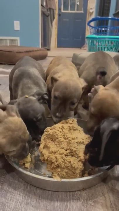 Enlarge Cosmo, a Adopted mixed breed in Levittown, NY video 5/9