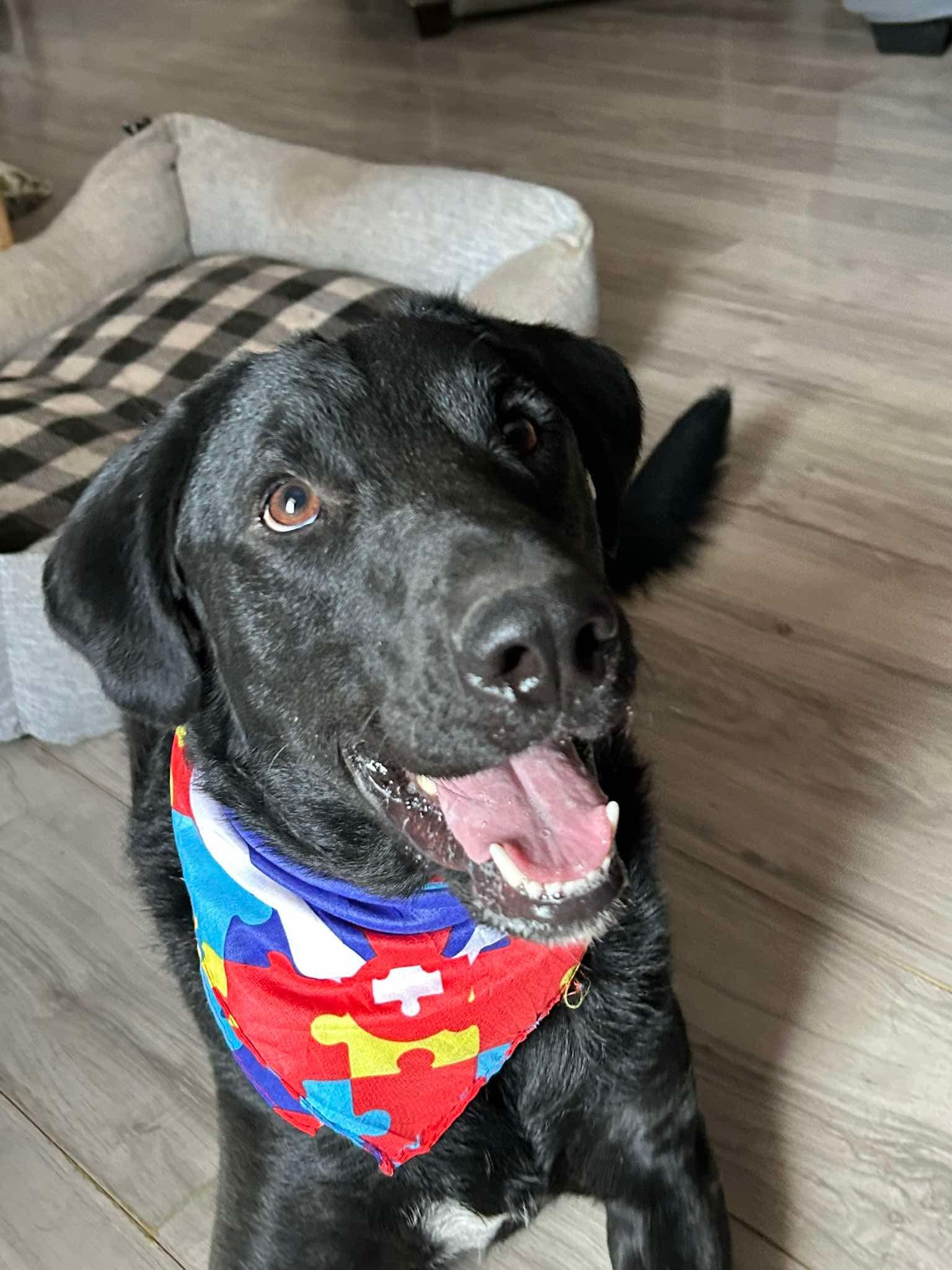 Waylon, Adoptable, Young Male Black Labrador Retriever & Border Collie.