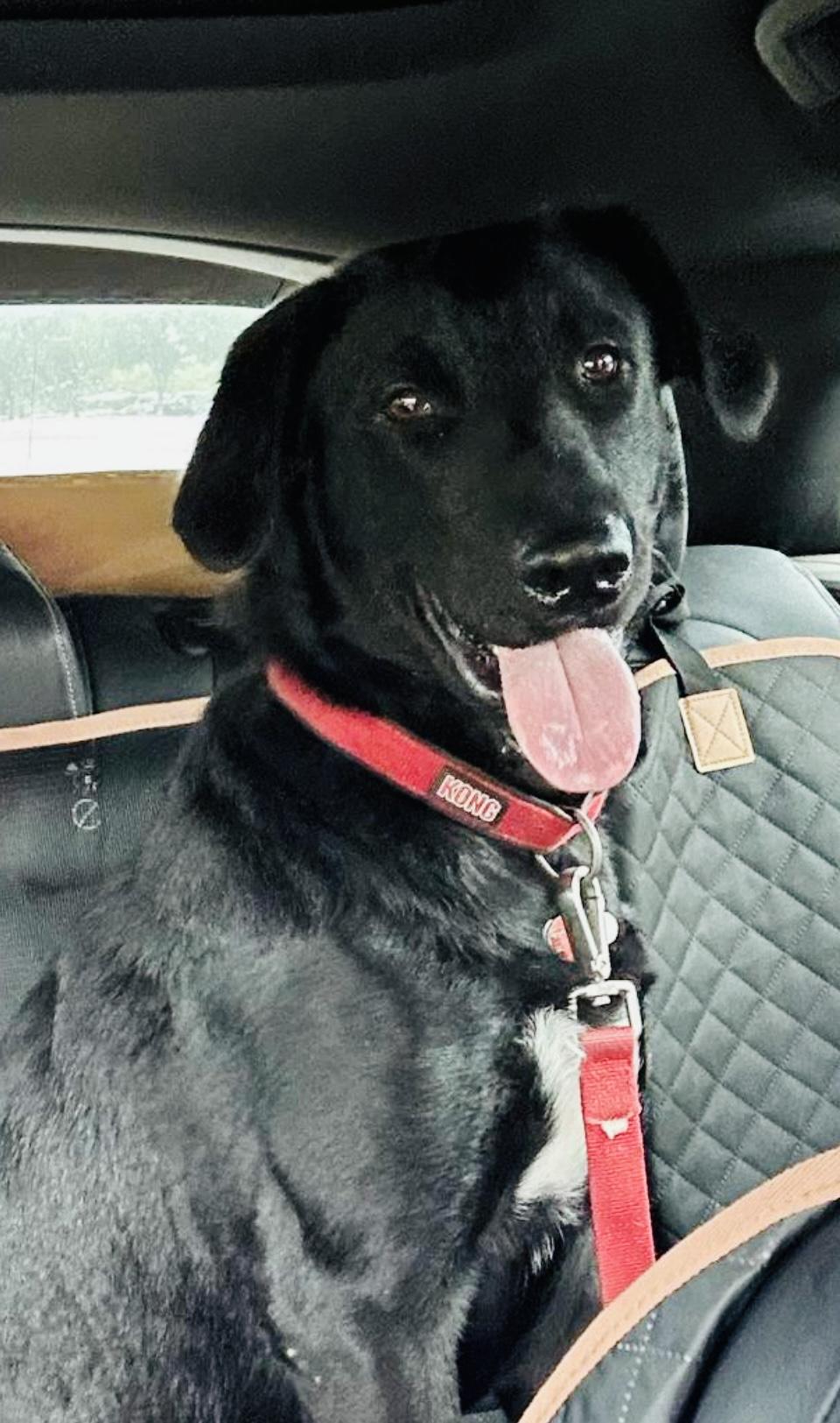 Waylon, Adoptable, Young Male Black Labrador Retriever & Border Collie.
