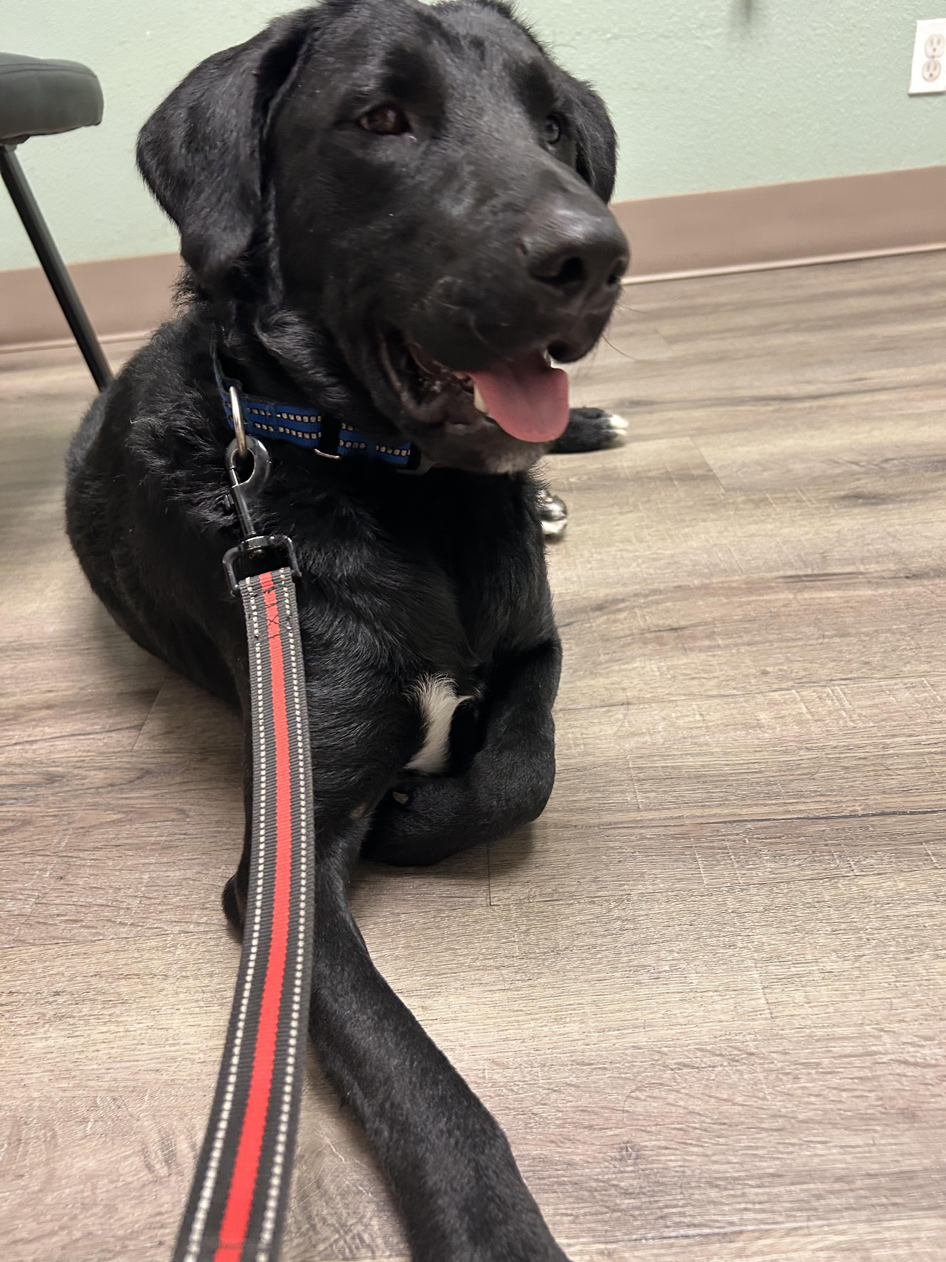 Waylon, a Adoptable mixed breed in Boston, MA image 3/5