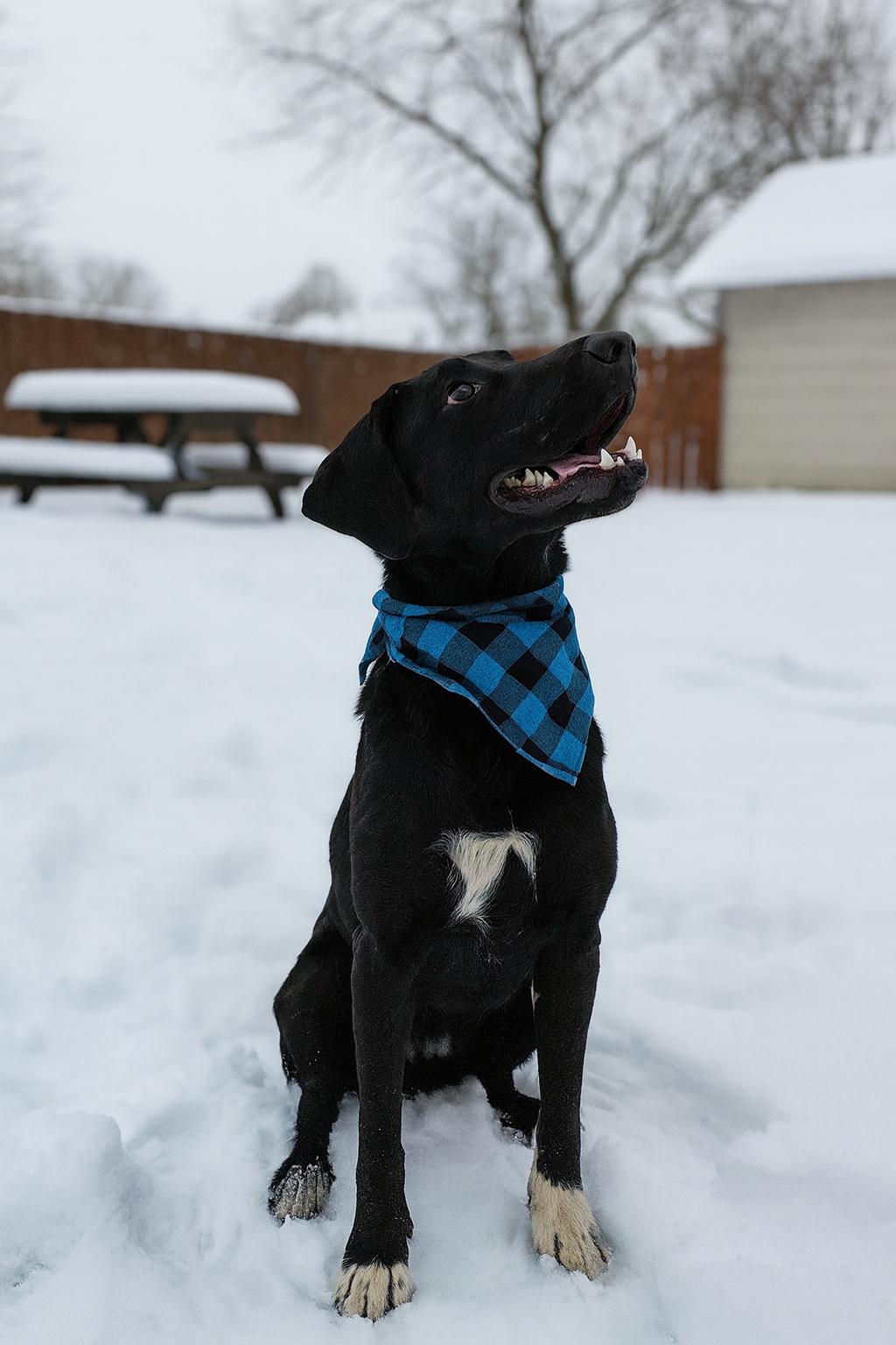 Waylon, a Adoptable mixed breed in Boston, MA image 1/5