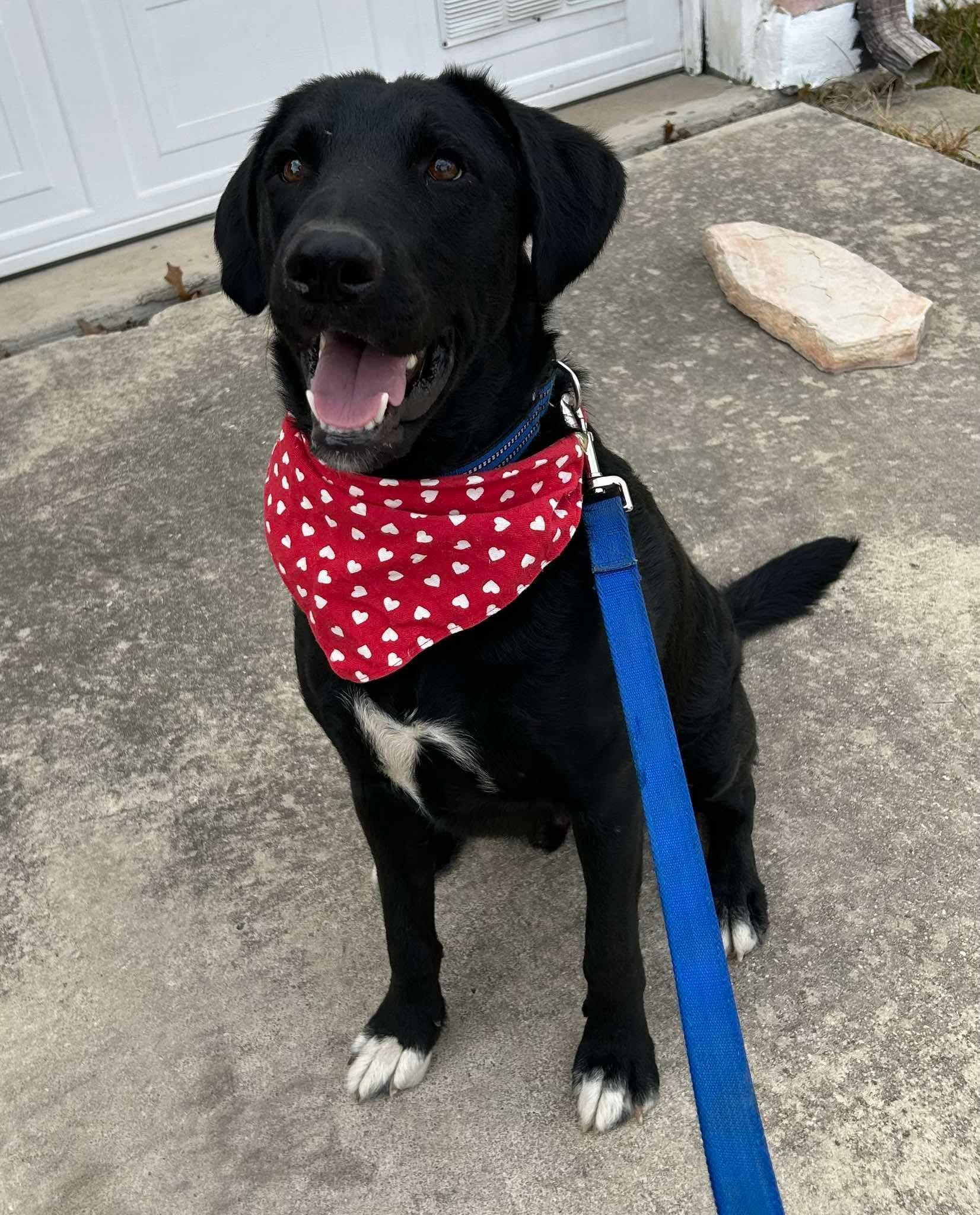 Waylon, a Adoptable mixed breed in Boston, MA image 6/6