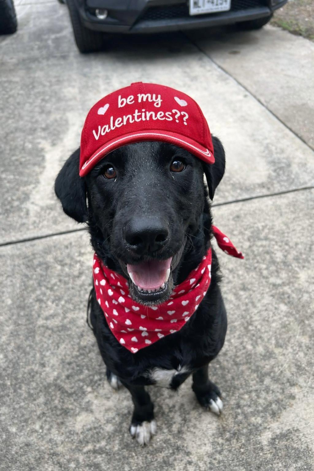 Waylon, Adoptable, Young Male Black Labrador Retriever & Border Collie.