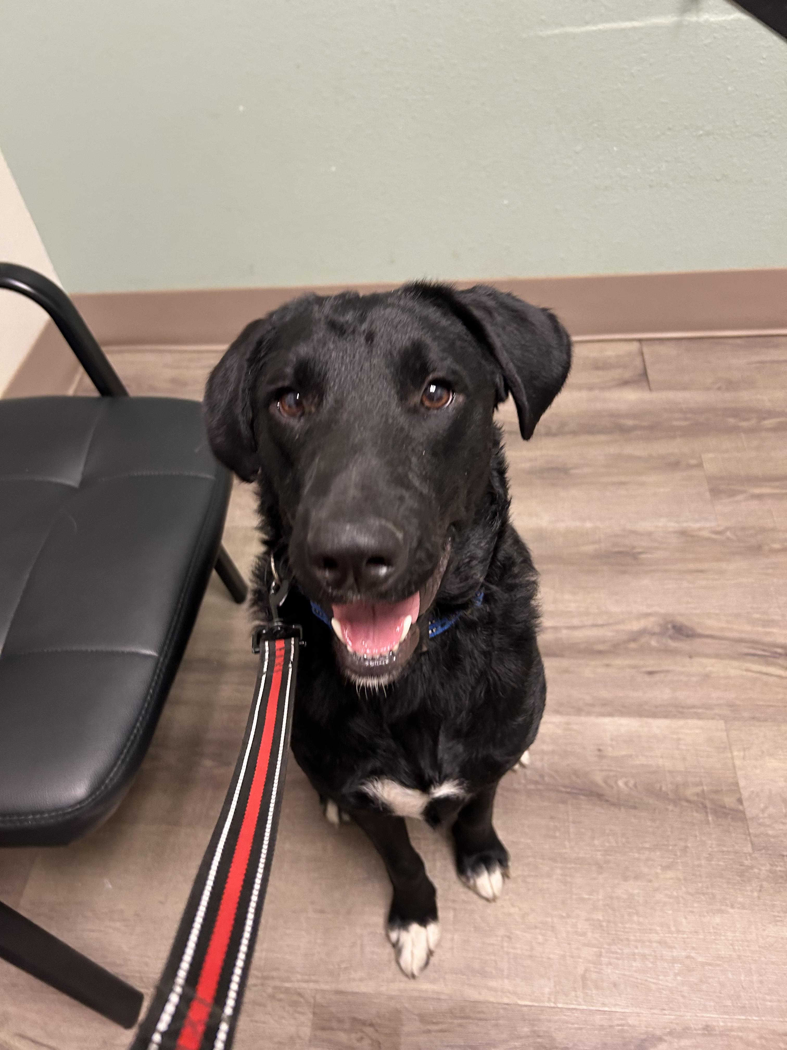 Waylon, a Adoptable mixed breed in Boston, MA image 5/5