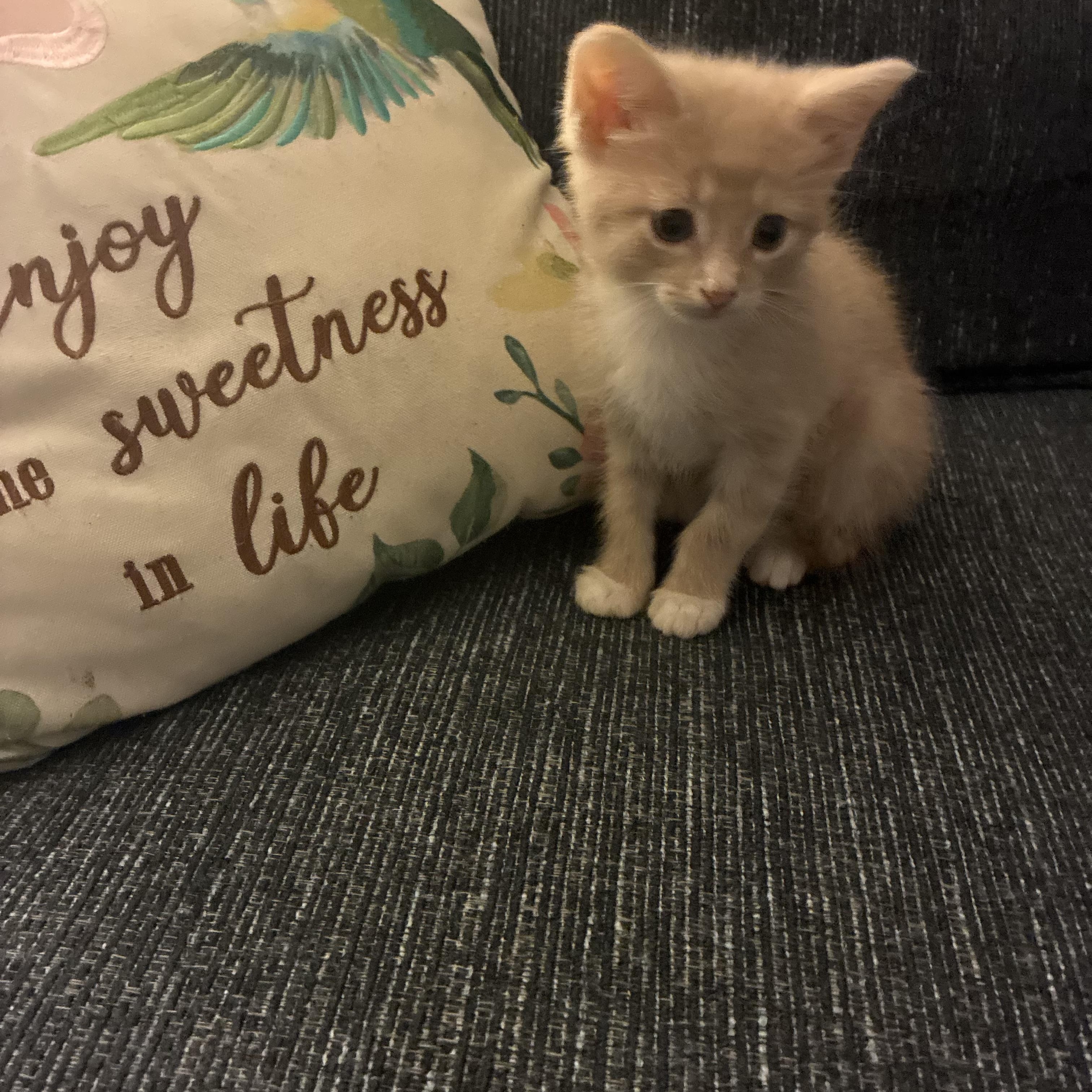 October, Adopted, Kitten Male Domestic Short Hair.