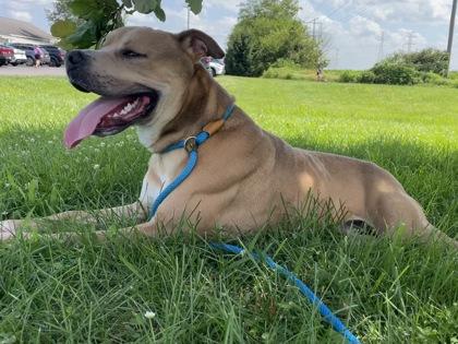 Nicko, Adoptable, Adult Male Mixed Breed & Mixed Breed.