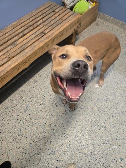 Nicko, a Adoptable mixed breed in Columbus, IN image 2/3