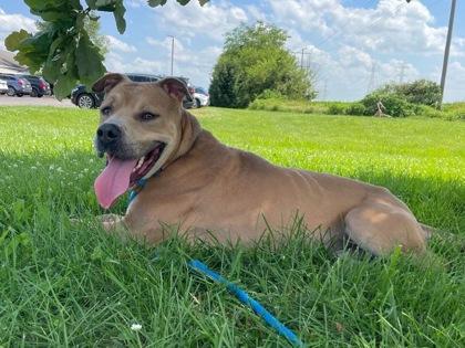 Nicko, a Adoptable mixed breed in Columbus, IN image 3/3