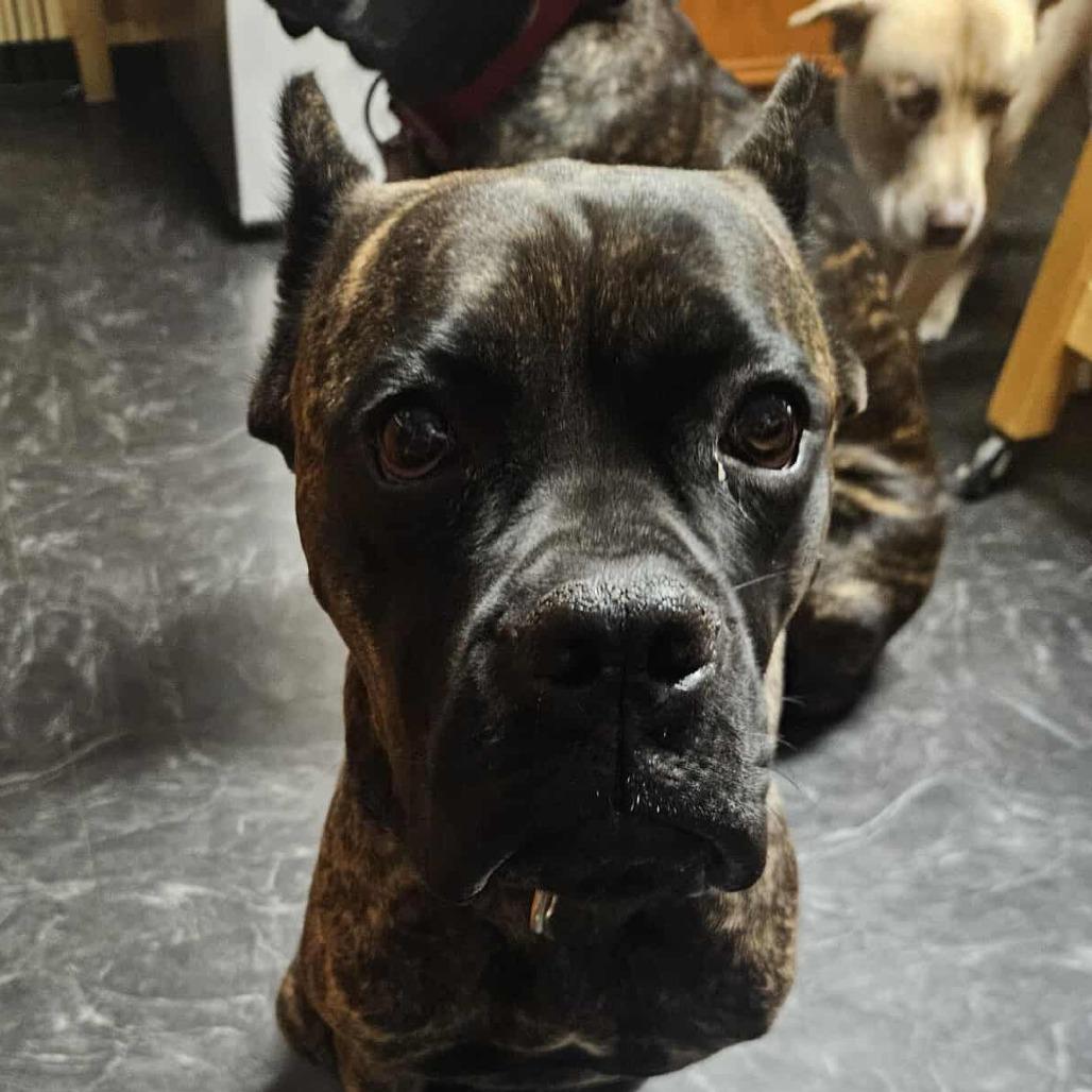 Raya (now Roxiee), Adoptable, Young Female Cane Corso.
