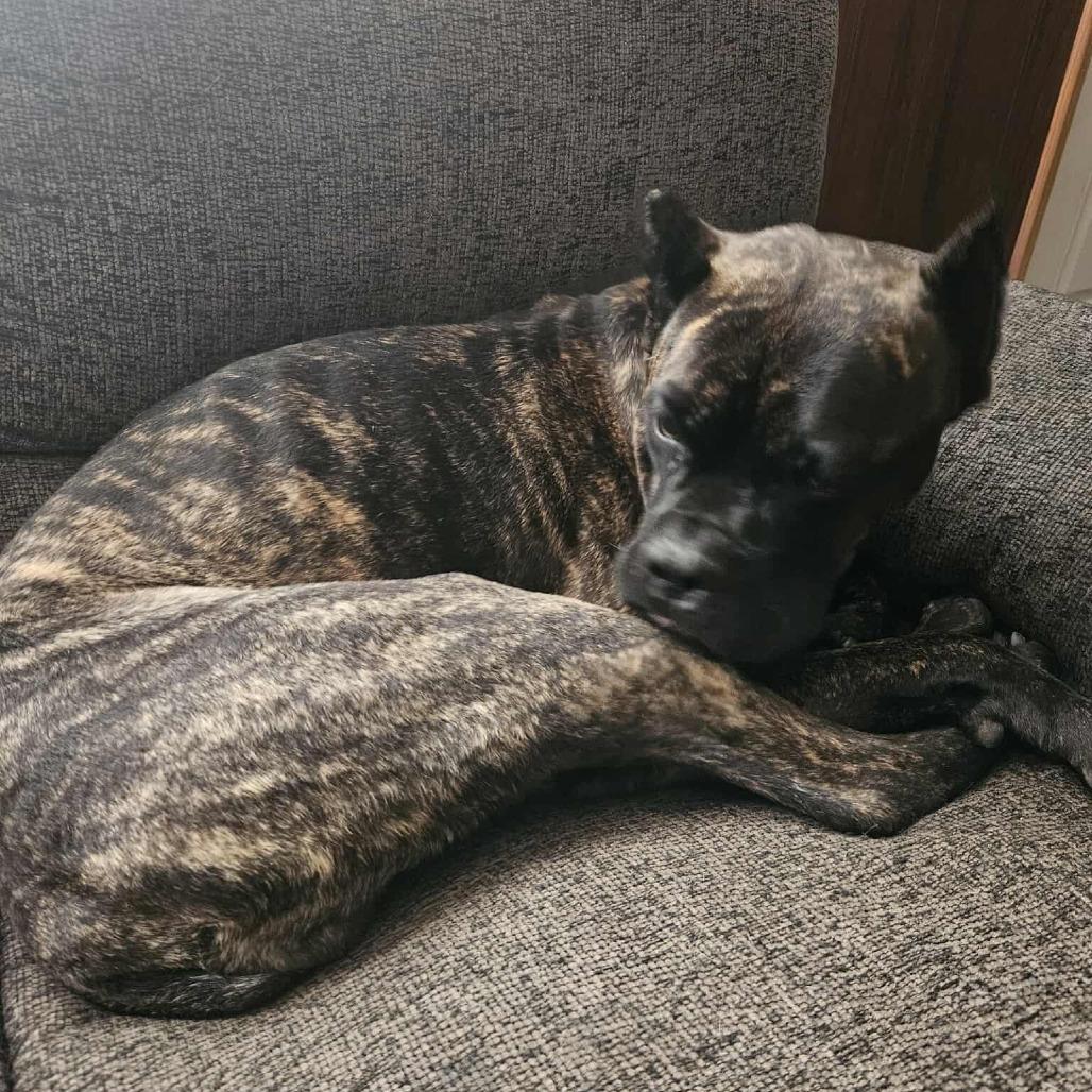 Raya (now Roxiee), a Adoptable Cane Corso in Mebane, NC image 2/6