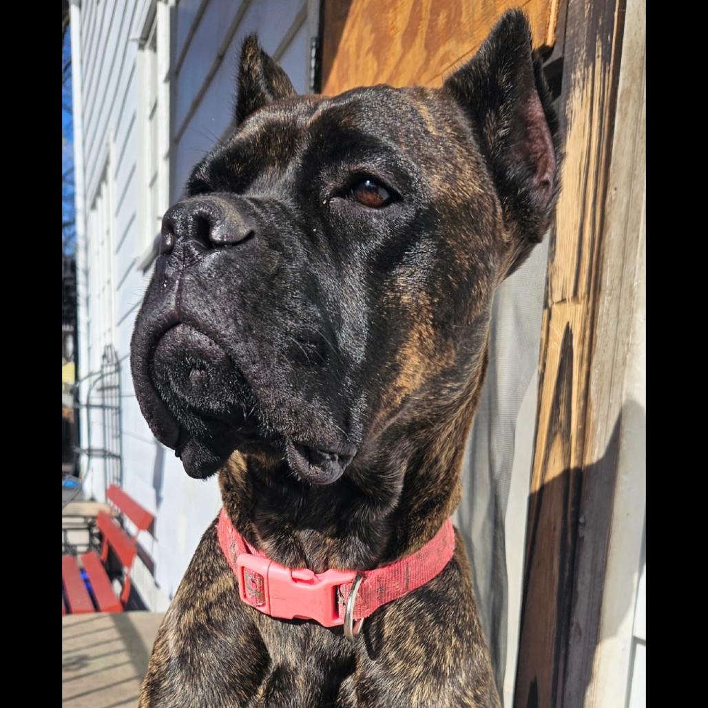 Raya (now Roxiee), a Adoptable Cane Corso in Mebane, NC image 3/6
