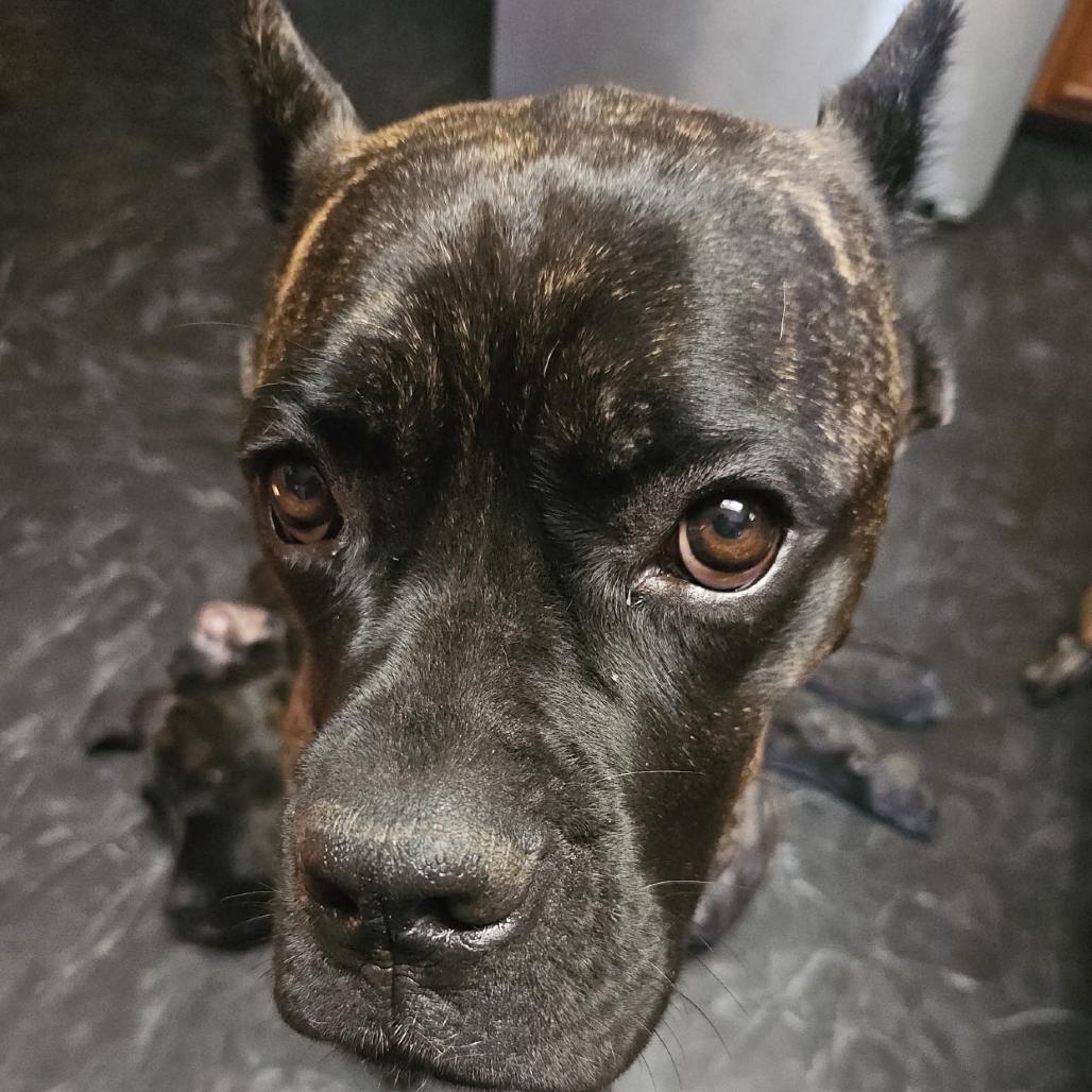 Raya (now Roxiee), a Adoptable Cane Corso in Mebane, NC image 4/6