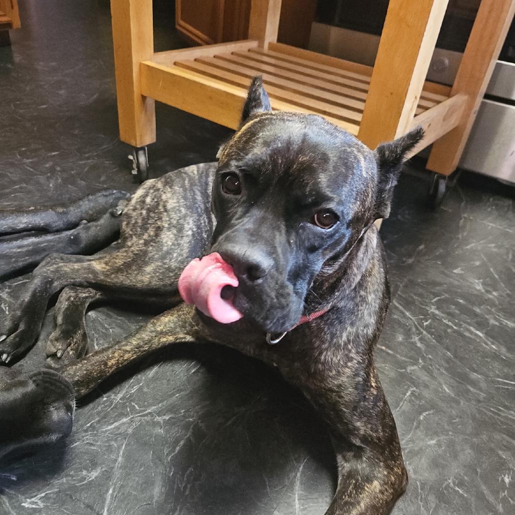 Raya (now Roxiee), a Adoptable Cane Corso in Mebane, NC image 5/6