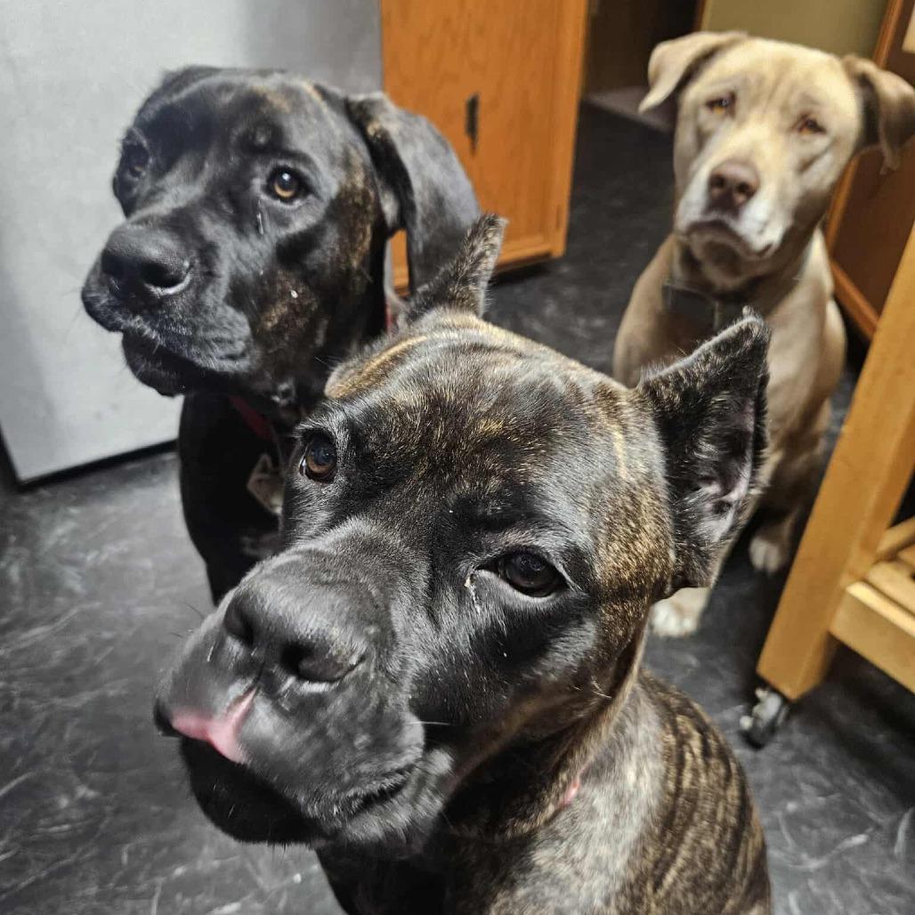 Raya (now Roxiee), a Adoptable Cane Corso in Mebane, NC image 6/6