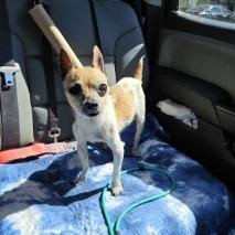 Geppetto — thumbnail 2