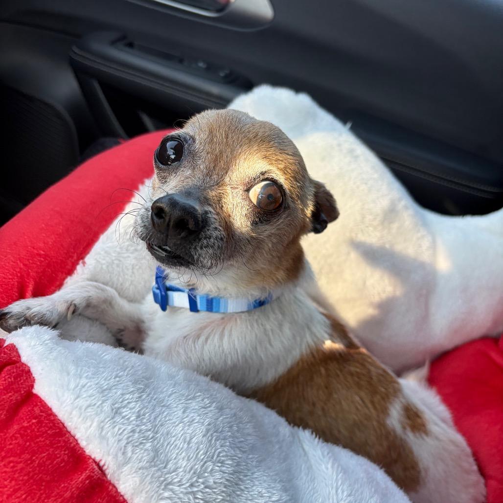 Geppetto — thumbnail 3