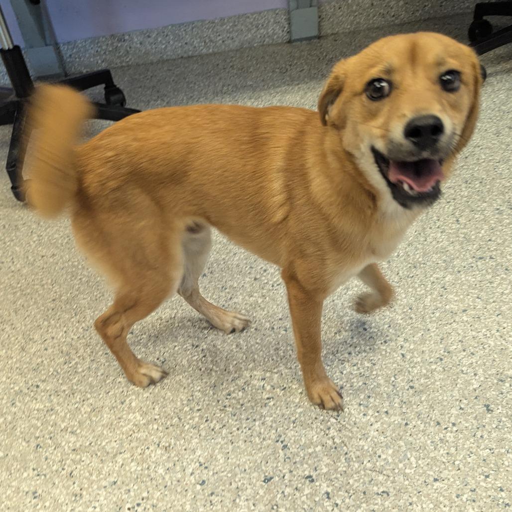 Ping Pong, Adoptable, Adult Male Rat Terrier & Mixed Breed.