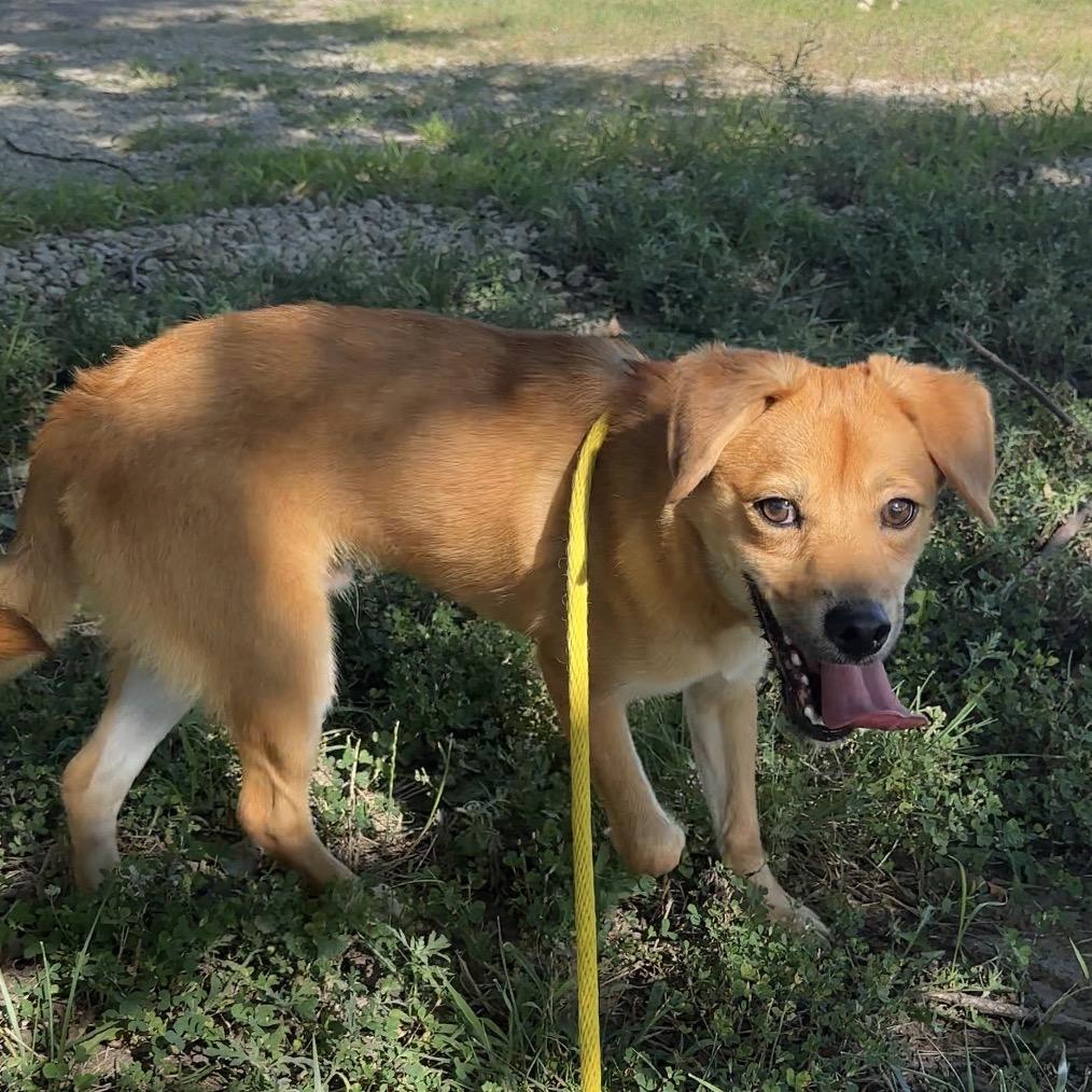 Ping Pong, a Adoptable mixed breed in Manhattan, KS image 2/6