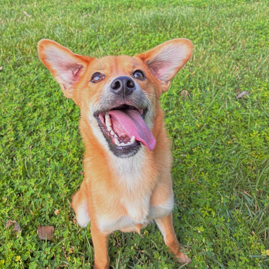 Ping Pong, a Adoptable mixed breed in Manhattan, KS image 3/6