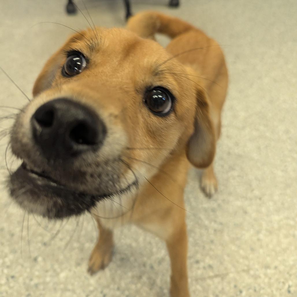 Ping Pong, a Adoptable mixed breed in Manhattan, KS image 4/6