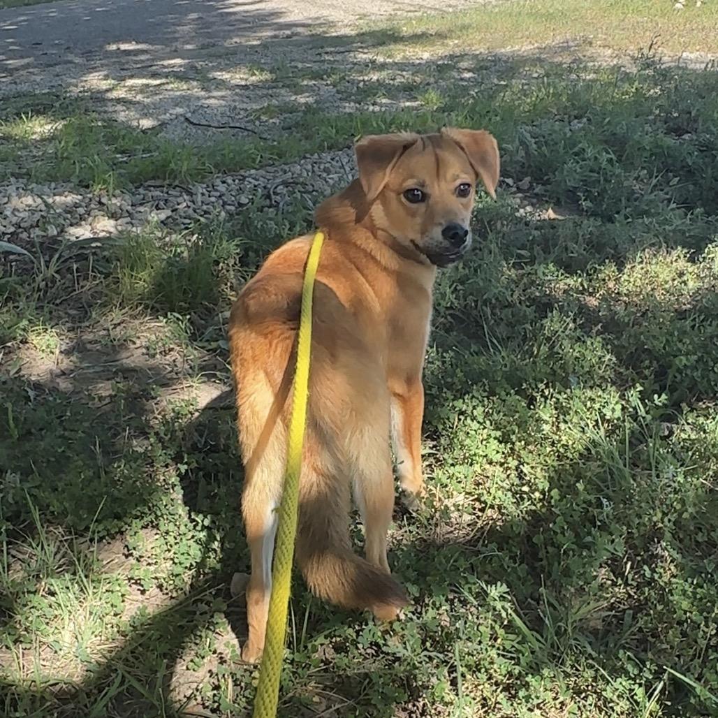 Ping Pong, a Adoptable mixed breed in Manhattan, KS image 5/6