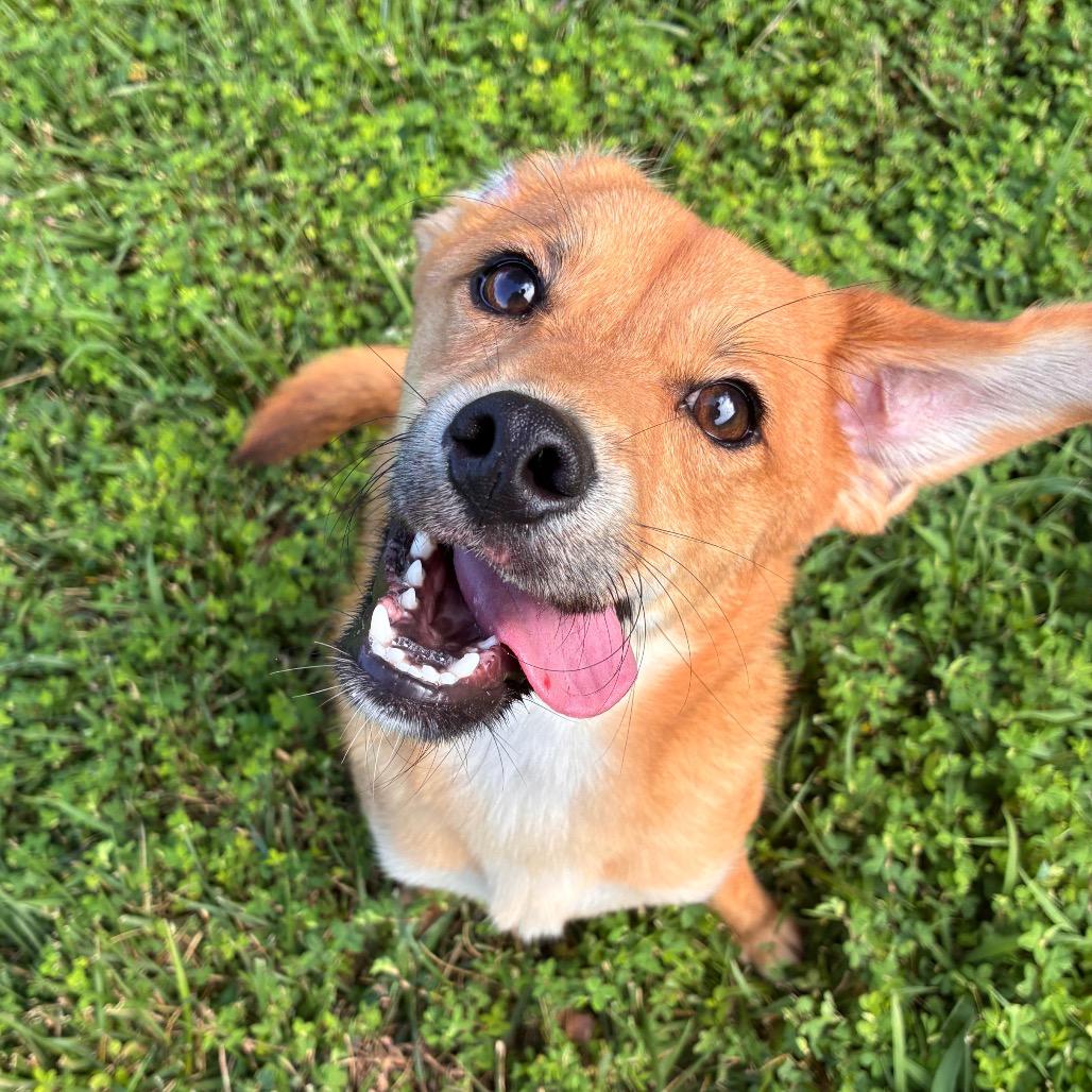 Ping Pong, a Adoptable mixed breed in Manhattan, KS image 6/6