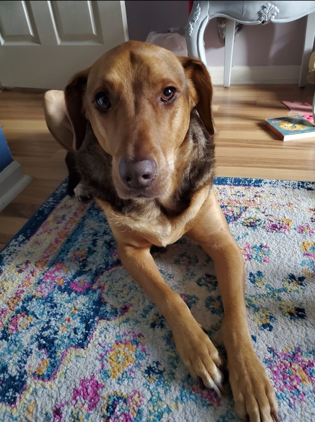 HELIX please read in full first, Adoptable, Senior Male Hound.