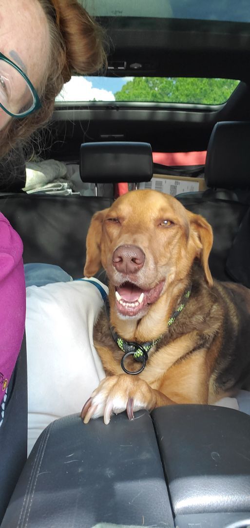 Enlarge HELIX please read in full first, a Adoptable mixed breed in West Palm Beach, FL image 2/6