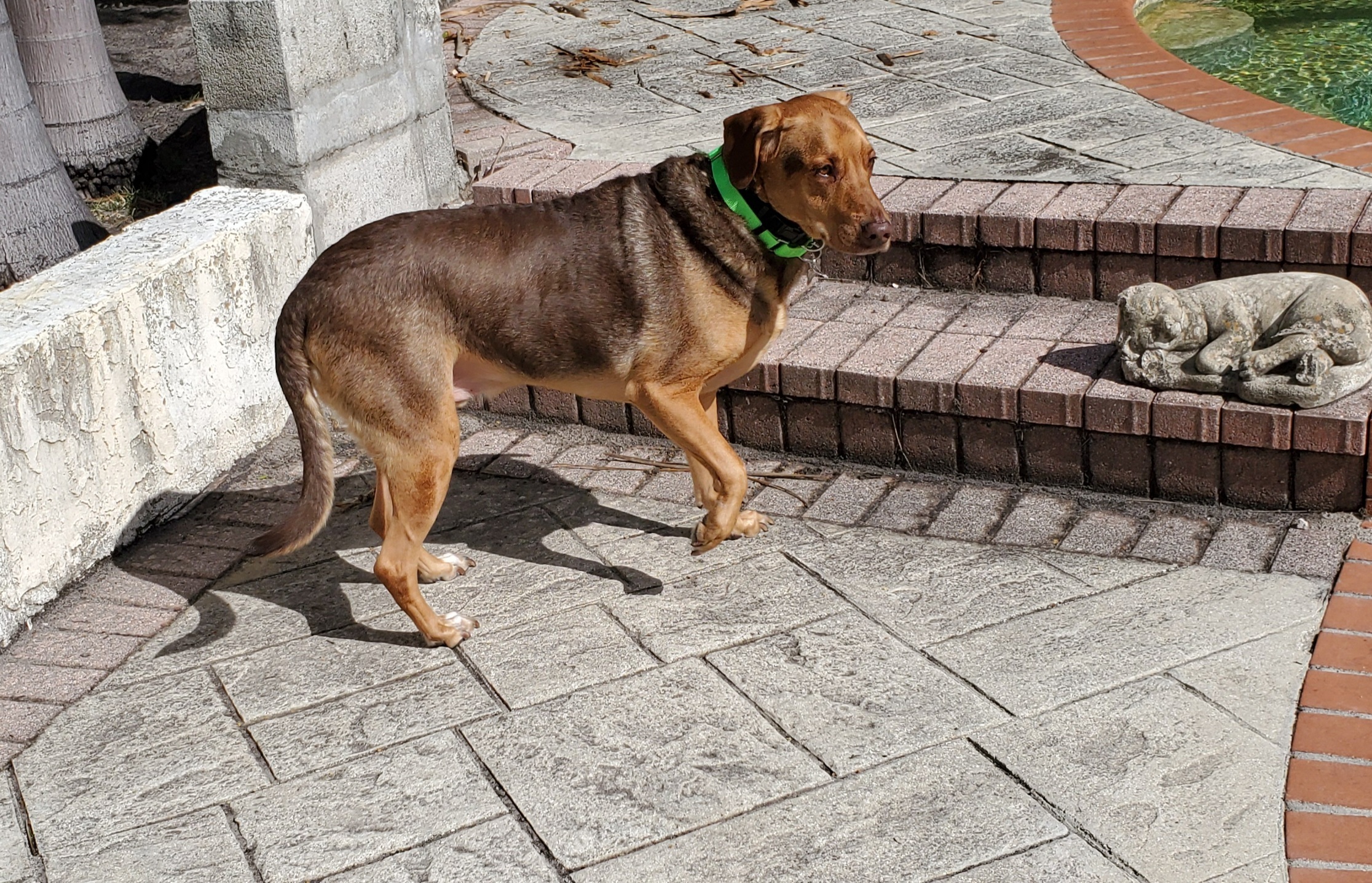 Enlarge HELIX please read in full first, a Adoptable mixed breed in West Palm Beach, FL image 4/6