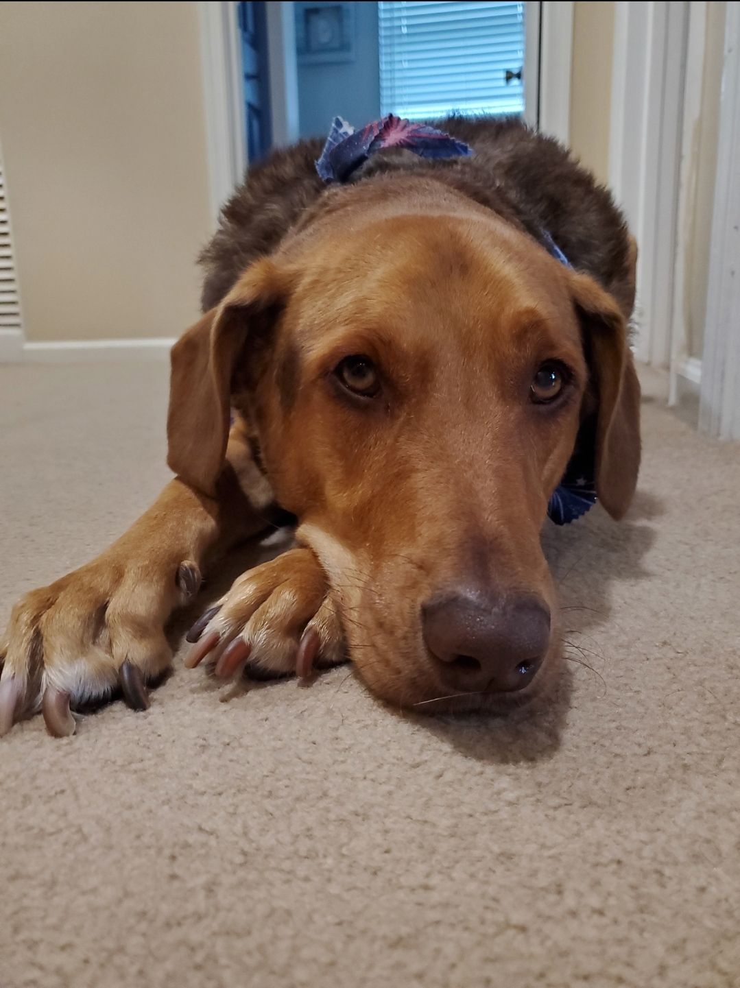 Enlarge HELIX please read in full first, a Adoptable mixed breed in West Palm Beach, FL image 5/6