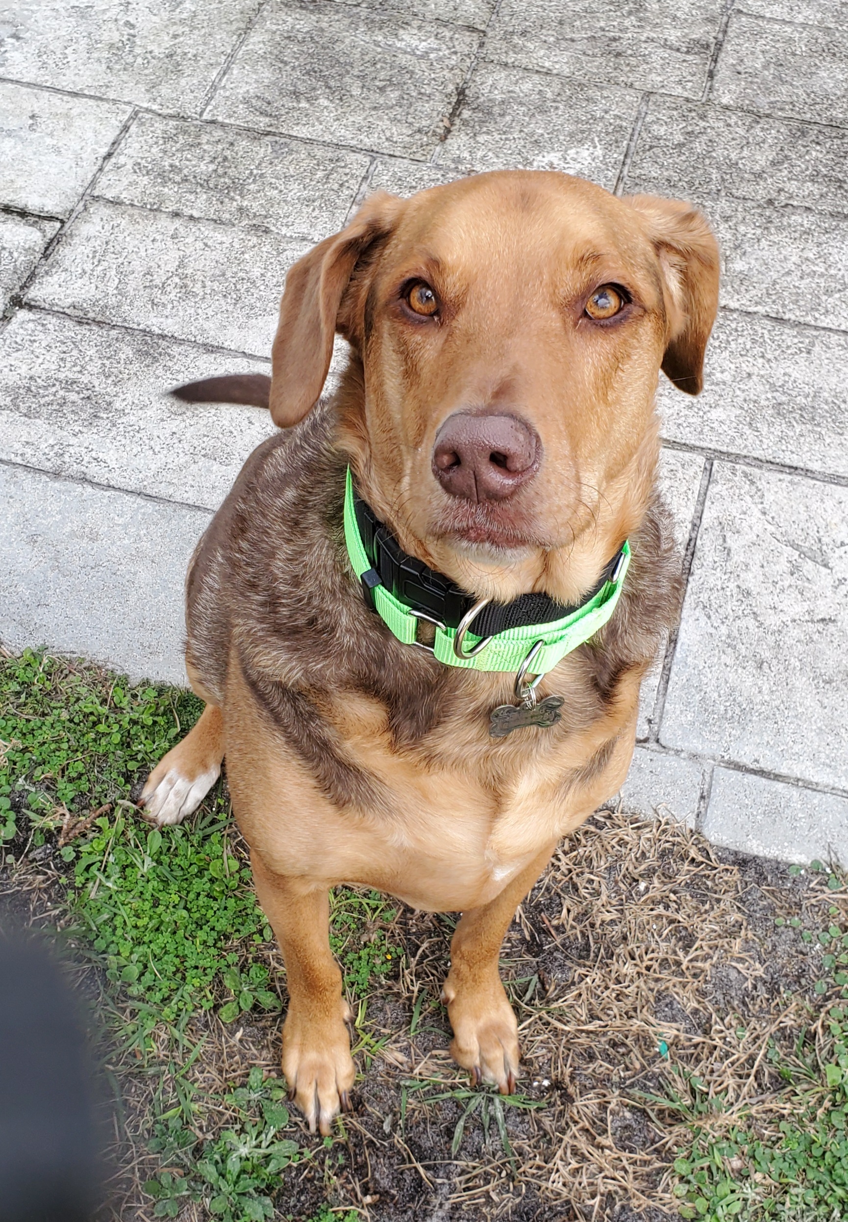 Enlarge HELIX please read in full first, a Adoptable mixed breed in West Palm Beach, FL image 6/6