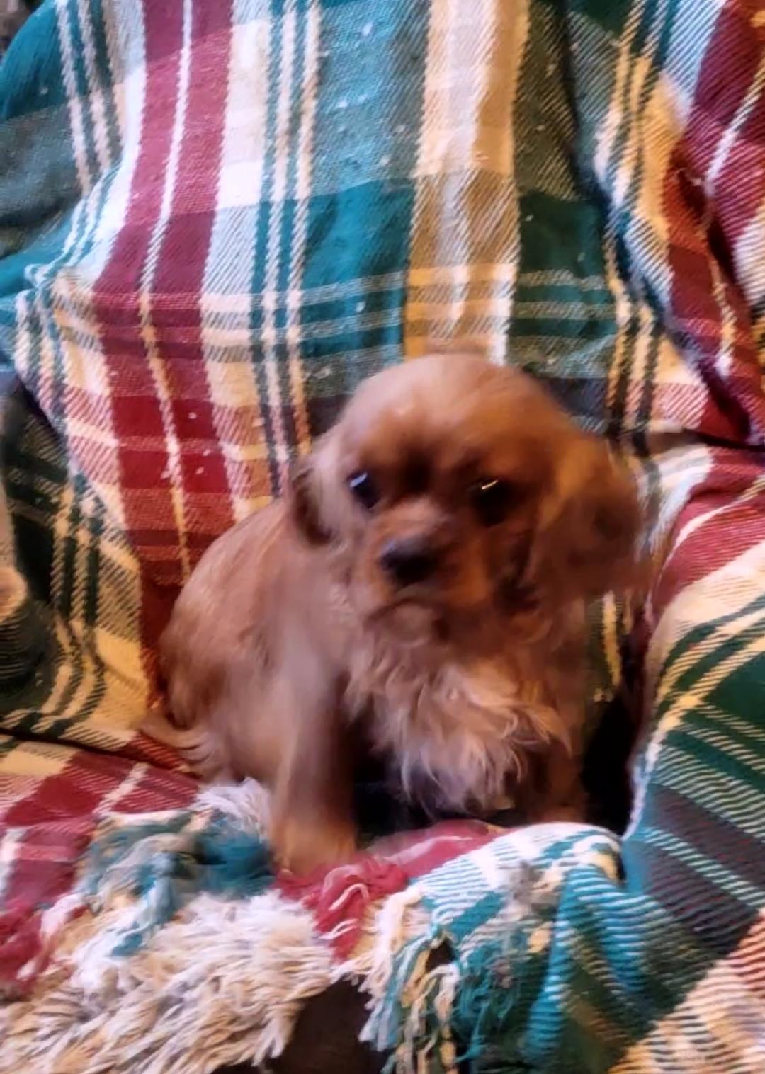 Enlarge CARA, an adopted Cavalier King Charles Spaniel in Woodsfield, OH image 1/3