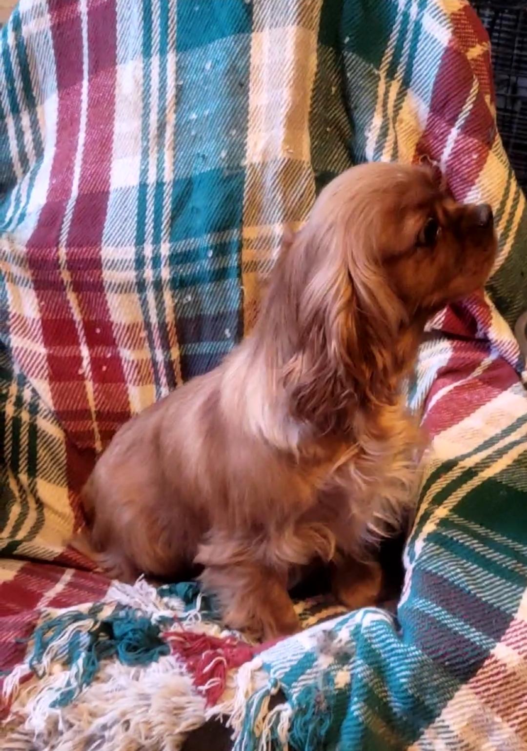 Enlarge CARA, an adopted Cavalier King Charles Spaniel in Woodsfield, OH image 3/3