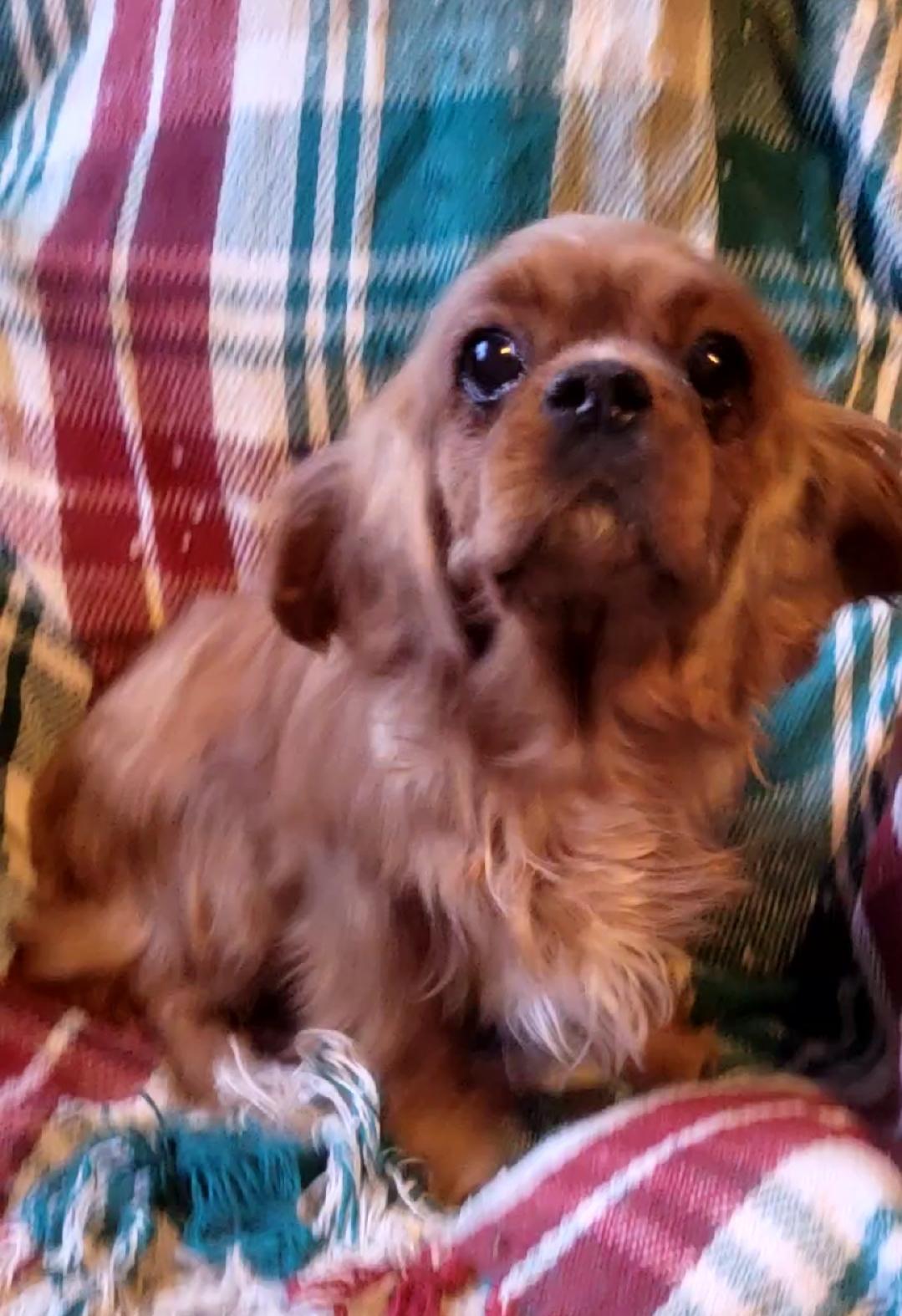 Enlarge CARA, an adopted Cavalier King Charles Spaniel in Woodsfield, OH image 2/3