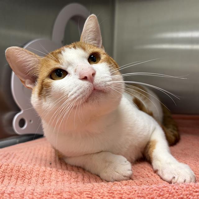 CHEERIOS, Adoptable, Young Male Domestic Short Hair.