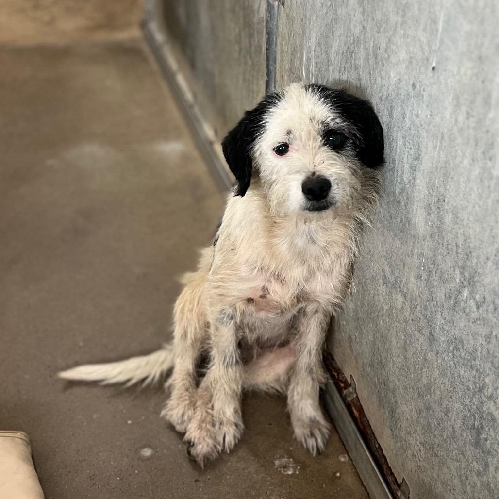 Enlarge Gambit, a ADOPTABLE mixed breed in Silver Spring, MD image 2/3