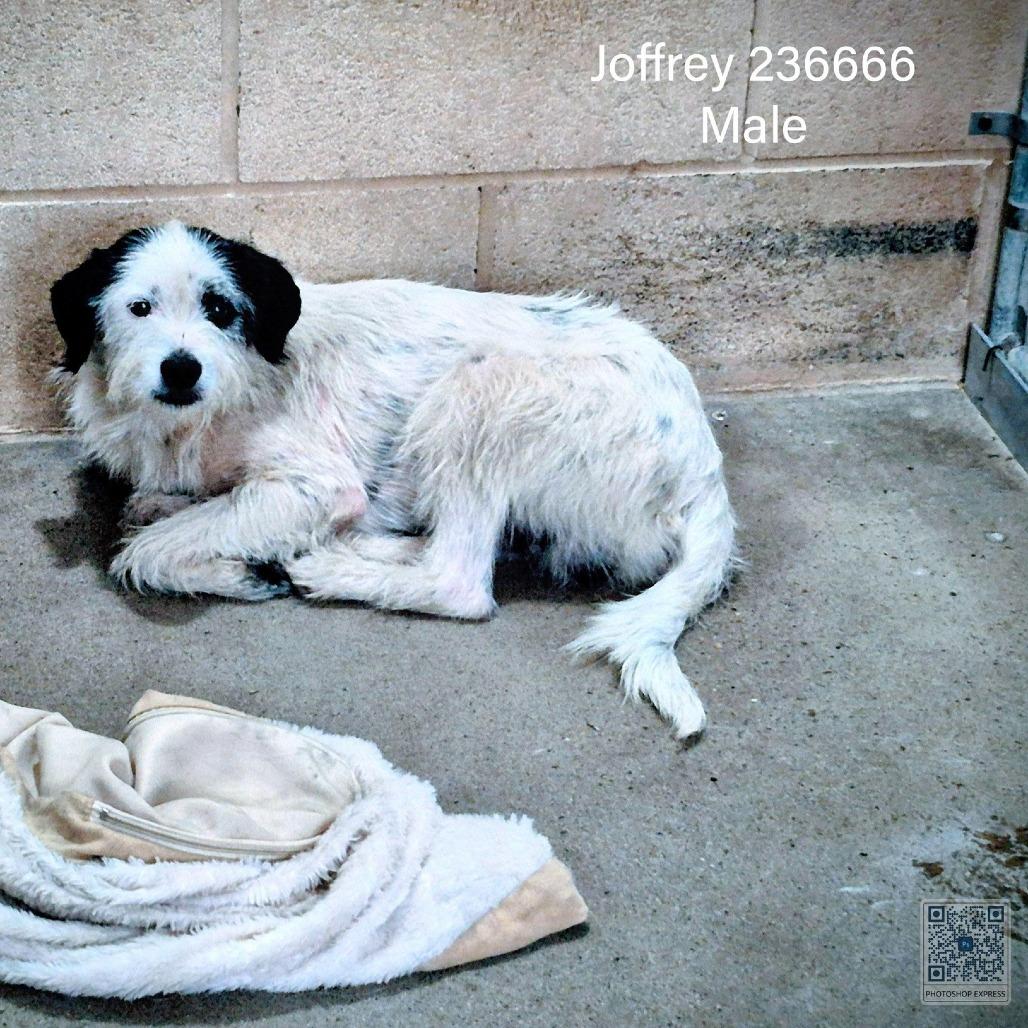 Enlarge Gambit, a ADOPTABLE mixed breed in Silver Spring, MD image 3/3