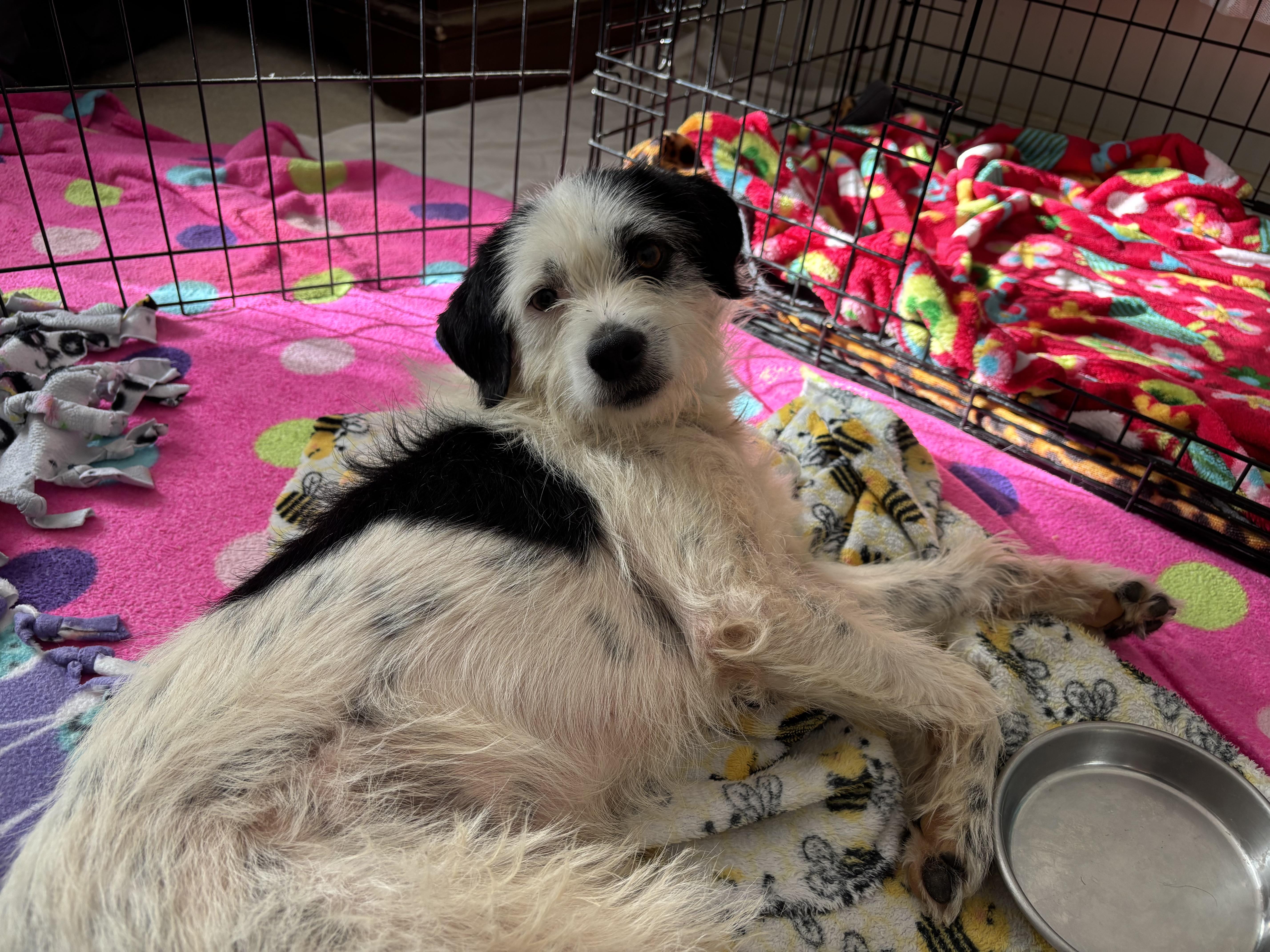 Enlarge Gambit, a ADOPTABLE mixed breed in Silver Spring, MD image 1/3